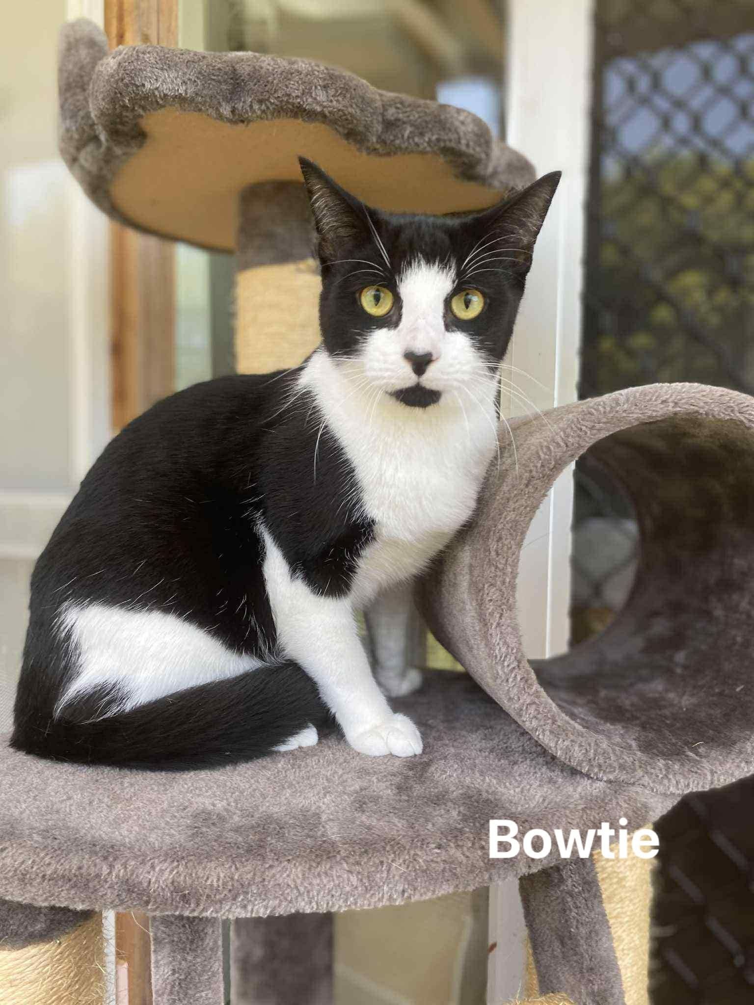 Bowtie Bowtie